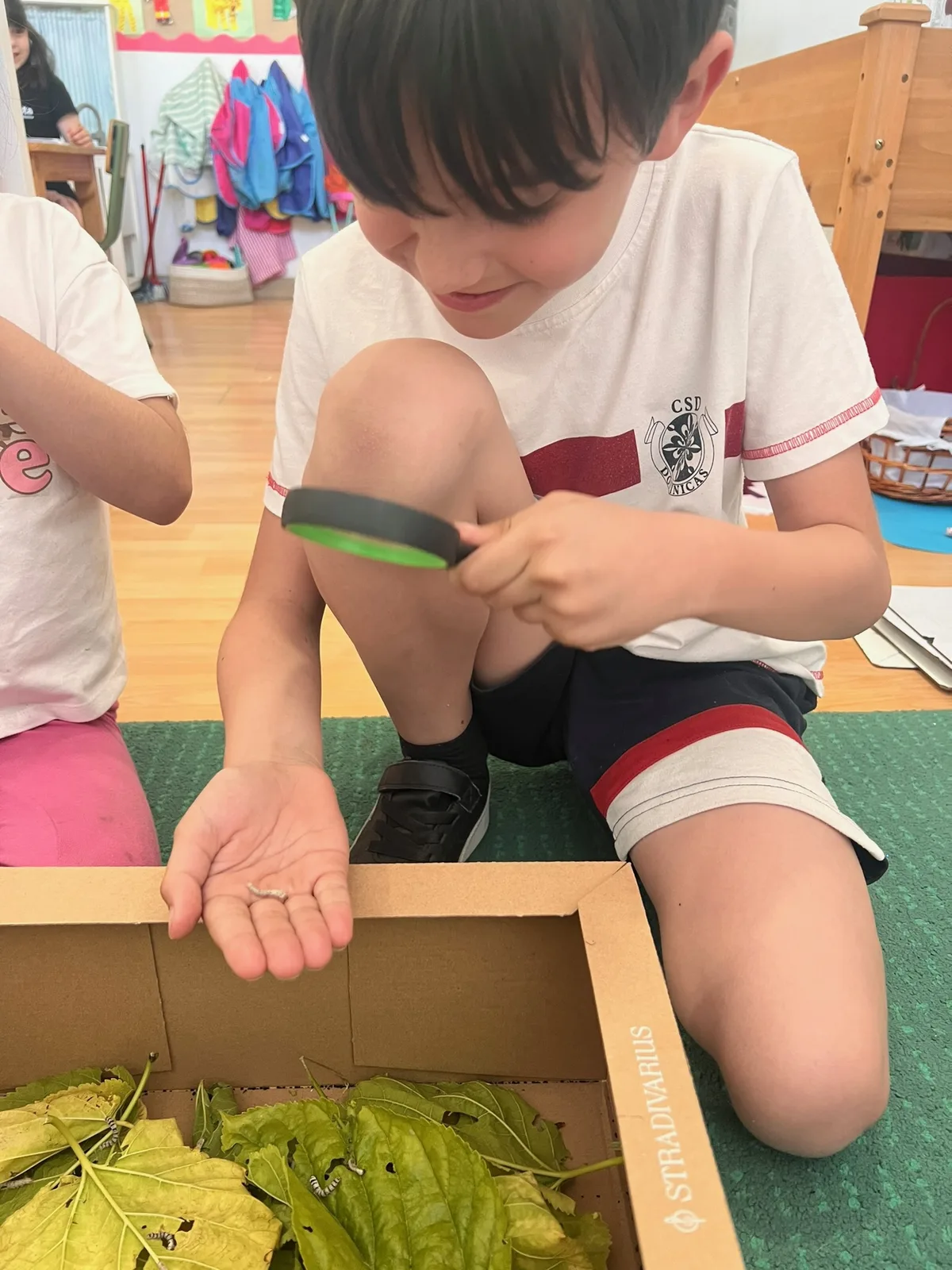 A boy looking through a magnifying glass at a caterpillar in his hand during a classroom nature study